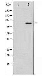 STAT3 Antibody - Western blot of STAT3 expression in K562 whole cell lysates,The lane on the left is treated with the antigen-specific peptide.