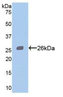 STAT3 Antibody - Western Blot; Sample: Recombinant STAT3, Human.