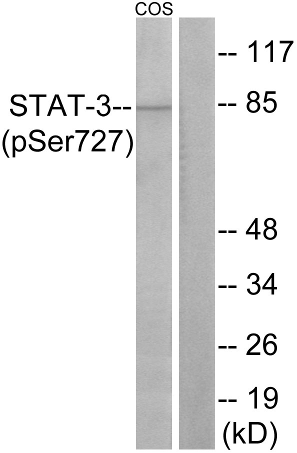 STAT3 Antibody - Western blot analysis of lysates from COS7 cells, using STAT3 (Phospho-Ser727) Antibody. The lane on the right is blocked with the phospho peptide.