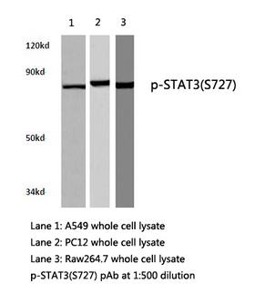 STAT3 Antibody - Western blot of p-STAT3 (S727) pAb in extracts from A549, PC12 and Raw264.7 cells.