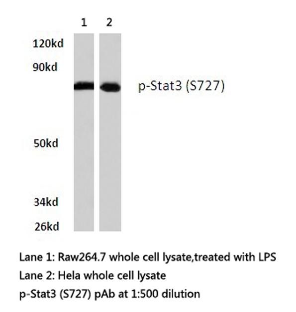 STAT3 Antibody - Western blot of p-STAT3 (S727) pAb in extracts from HeLa cells and raw264.7 treated with LPS.