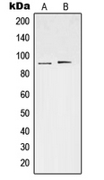 STAT3 Antibody - Western blot analysis of STAT3 (pS727) expression in HeLa (A); Raw264.7 LPS-treated (B) whole cell lysates.