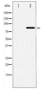 STAT3 Antibody - Western blot of STAT3 phosphorylation expression in HeLa whole cell lysates,The lane on the left is treated with the antigen-specific peptide.