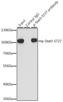 STAT3 Antibody - Immunoprecipitation analysis of 200ug extracts of HeLa cells, using 3 ug Phospho-Stat3-S727 pAb. Western blot was performed from the immunoprecipitate using Phospho-Stat3-S727 pAb at a dilition of 1:1000. HeLa cells were treated by PMA/TPA (200 nM) at 37°C for 15 minutes after serum-starvation overnight.