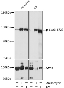 STAT3 Antibody - Western blot analysis of extracts of various cell lines, using Phospho-Stat3-S727 antibody at 1:1000 dilution or STAT3 antibody. NIH/3T3 cells were treated by Anisomycin (25 ug/ml) at 37â„ƒ for 30 minutes or treated by UV at room temperature for 15-30 minutes. C6 cells were treated by Anisomycin (25 ug/ml) at 37â„ƒ for 20 minutes or treated by UV at room temperature for 15-30 minutes. The secondary antibody used was an HRP Goat Anti-Rabbit IgG (H+L) at 1:10000 dilution. Lysates were loaded 25ug per lane and 3% nonfat dry milk in TBST was used for blocking. Blocking buffer: 3% BSA.An ECL Kit was used for detection and the exposure time was 10s.