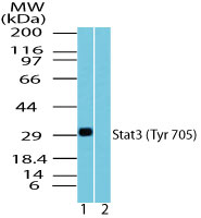 STAT3 Antibody - Western blot of STAT3 (Tyr705) in recombinant fusion protein containing 1) a phosphorylated tyrosine at position 705 and 2) an unphosphorylated tyrosine at position 705, using STAT3 phospho antibody at 0.1 ug/ml. Goat anti-rabbit Ig HRP secondary antibody, and PicoTect ECL substrate solution, were used for this test.
