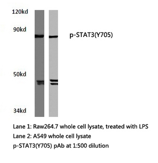 STAT3 Antibody - Western blot of p-STAT3 (Y705) pAb in extracts from Raw264.7 and A549 cells.