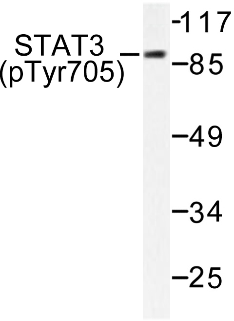 STAT3 Antibody - Western blot of p-STAT3 (Y705) pAb in extracts from HeLa cells.