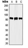 STAT3 Antibody - Western blot analysis of STAT3 (pY705) expression in A431 EGF-treated (A); MCF7 (B); HeLa (C) whole cell lysates.