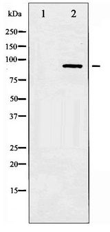 STAT3 Antibody - Western blot of STAT3 phosphorylation expression in HeLa whole cell lysates,The lane on the left is treated with the antigen-specific peptide.