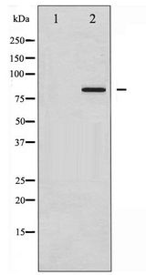 STAT3 Antibody - Western blot of STAT3 phosphorylation expression in HeLa whole cell lysates,The lane on the left is treated with the antigen-specific peptide.