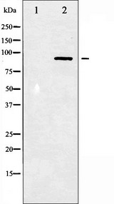 STAT3 Antibody - Western blot analysis of STAT3 phosphorylation expression in HeLa whole cells lysates. The lane on the left is treated with the antigen-specific peptide.