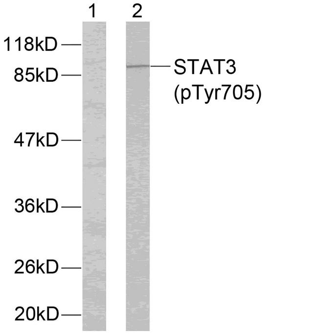 STAT3 Antibody - Western blot analysis of extracts from HeLa cells using STAT3 (phospho-Tyr705) antibody.
