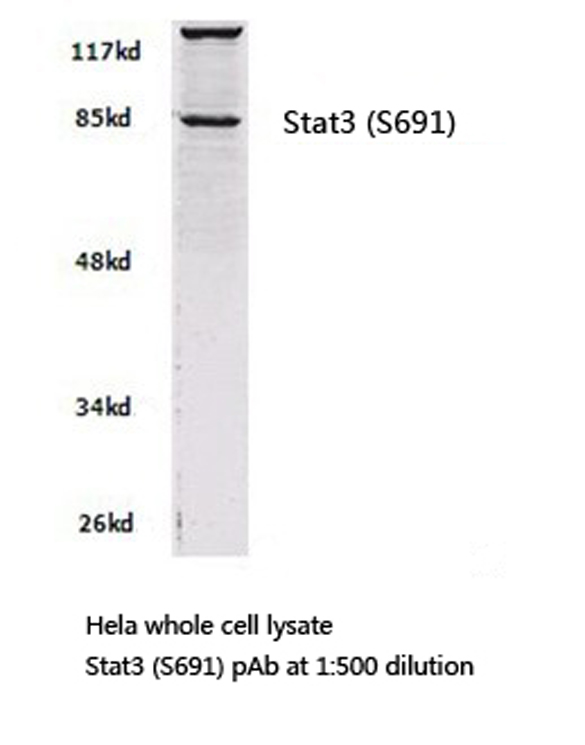 STAT3 Antibody - Western blot of Stat3 (S691) pAb in extracts from HeLa cells.