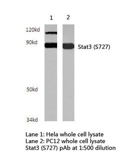 STAT3 Antibody - Western blot of Stat3 (S727) pAb in extracts from HeLa, PC12 cells and Peripheral blood cells of Grass Carp.