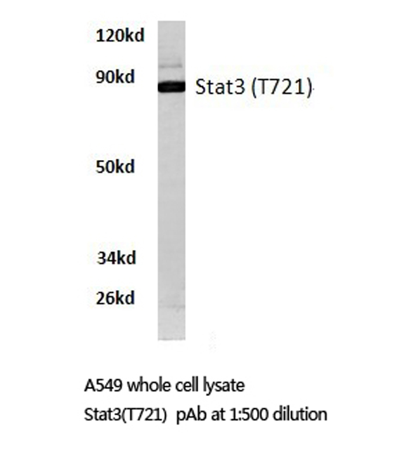 STAT3 Antibody - Western blot of STAT3 (T721) pAb in extracts from A549 cells.