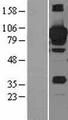 STAT3 Protein - Western validation with an anti-DDK antibody * L: Control HEK293 lysate R: Over-expression lysate