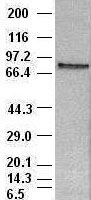 STAT4 Antibody - STAT4 antibody (2A2) at 1:100 dilution + Hela cell lysate.