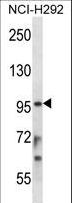 STAT4 Antibody - STAT4 Antibody western blot of NCI-H292 cell line lysates (35 ug/lane). The STAT4 antibody detected the STAT4 protein (arrow).