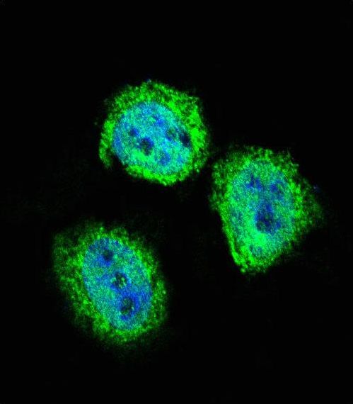 STAT4 Antibody - Confocal immunofluorescence of STAT4 Antibody with HeLa cell followed by Alexa Fluor 488-conjugated goat anti-rabbit lgG (green). DAPI was used to stain the cell nuclear (blue).