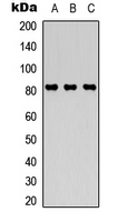 STAT4 Antibody - Western blot analysis of STAT4 (pY693) expression in HEK293T (A); HeLa (B); COS7 (C) whole cell lysates.