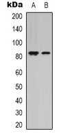 STAT4 Antibody - Western blot analysis of STAT4 expression in HeLa (A); HEK293T (B) whole cell lysates.