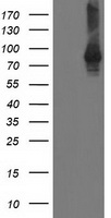 STAT4 Antibody - HEK293T cells were transfected with the pCMV6-ENTRY control (Left lane) or pCMV6-ENTRY STAT4 (Right lane) cDNA for 48 hrs and lysed. Equivalent amounts of cell lysates (5 ug per lane) were separated by SDS-PAGE and immunoblotted with anti-STAT4.