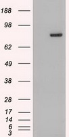STAT4 Antibody - HEK293T cells were transfected with the pCMV6-ENTRY control (Left lane) or pCMV6-ENTRY Stat4 (Right lane) cDNA for 48 hrs and lysed. Equivalent amounts of cell lysates (5 ug per lane) were separated by SDS-PAGE and immunoblotted with anti-Stat4.