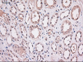 STAT4 Antibody - IHC of paraffin-embedded kidney using anti-Stat4 mouse monoclonal antibody.