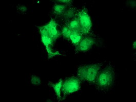 STAT4 Antibody - Anti-STAT4 mouse monoclonal antibody immunofluorescent staining of COS7 cells transiently transfected by pCMV6-ENTRY STAT4.