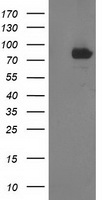 STAT4 Antibody - HEK293T cells were transfected with the pCMV6-ENTRY control (Left lane) or pCMV6-ENTRY STAT4 (Right lane) cDNA for 48 hrs and lysed. Equivalent amounts of cell lysates (5 ug per lane) were separated by SDS-PAGE and immunoblotted with anti-STAT4.