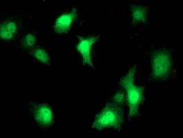 STAT4 Antibody - Anti-STAT4 mouse monoclonal antibody immunofluorescent staining of COS7 cells transiently transfected by pCMV6-ENTRY STAT4.
