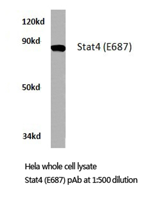 STAT4 Antibody - Western blot of STAT4 (E687) pAb in extracts from HeLa cells.