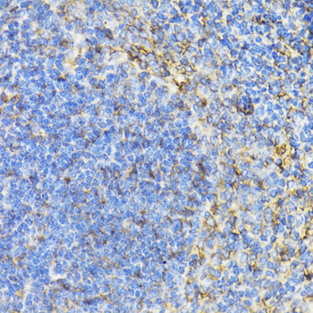 STAT4 Antibody - Immunohistochemistry of paraffin-embedded mouse spleen tissue.