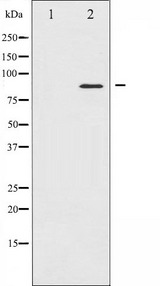 STAT4 Antibody - Western blot analysis of STAT4 expression in HeLa whole cells lysates. The lane on the left is treated with the antigen-specific peptide.