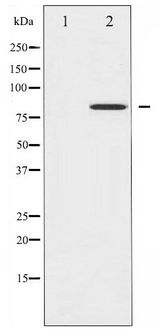 STAT4 Antibody - Western blot of STAT4 phosphorylation expression in IL-4 treated HeLa whole cell lysates,The lane on the left is treated with the antigen-specific peptide.