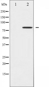 STAT4 Antibody - Western blot analysis of STAT4 phosphorylation expression in IL-4 treated HeLa whole cells lysates. The lane on the left is treated with the antigen-specific peptide.