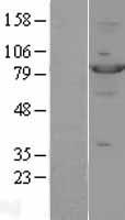 STAT4 Protein - Western validation with an anti-DDK antibody * L: Control HEK293 lysate R: Over-expression lysate