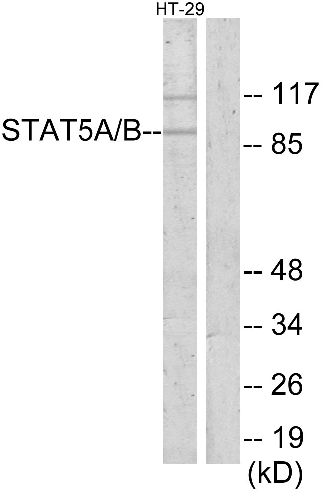 STAT5 A+B Antibody - Western blot analysis of lysates from HT-29 cells, using STAT5A/B Antibody. The lane on the right is blocked with the synthesized peptide.