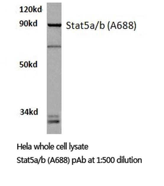 STAT5 A+B Antibody - Western blot of Stat5a/b (A688) pAb in extracts from HeLa cells.
