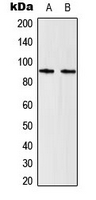 STAT5 A+B Antibody - Western blot analysis of STAT5 expression in HeLa (A); Raw264.7 (B) whole cell lysates.