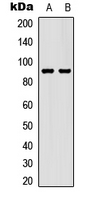 STAT5 A+B Antibody - Western blot analysis of STAT5 (pS726/731) expression in HEK293T EGF-treated (A); RAW264.7 EGF-treated (B) whole cell lysates.