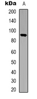 STAT5 A+B Antibody - Western blot analysis of STAT5 expression in HEK293T (A) whole cell lysates.