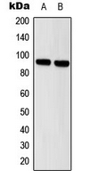 STAT5 A+B Antibody - Western blot analysis of STAT5 expression in HeLa (A); A431 (B) whole cell lysates.