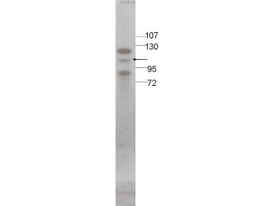 STAT5 A+B Antibody - Anti-STAT5 Antibody - Western Blot. Western blot of affinity purified anti-STAT5 antibody shows detection of Stat5 protein in HeLa cell extract (arrowhead). Primary antibody was used at a 1:600 dilution reacted overnight at 4C. Secondary antibody was used at 1:20000. Molecular weight estimation was made by comparison to prestained MW markers. Identity of the upper and lower bands is unknown. Personal communication, Luanne Lukes, NCI, Bethesda, MD.