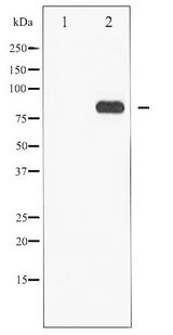 STAT5 A+B Antibody - Western blot of STAT5A/B phosphorylation expression in EGF treated Jurkat whole cell lysates,The lane on the left is treated with the antigen-specific peptide.