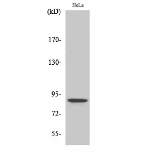 STAT5 A+B Antibody - Western blot of Phospho-Stat5 (S726/731) antibody