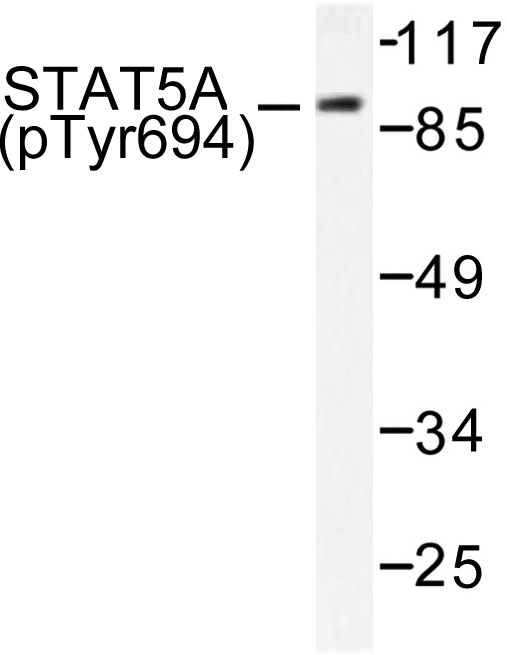 STAT5 A+B Antibody - Western blot of p-Stat5a/b (Y694) pAb in extracts from HeLa cells treated with EGF.