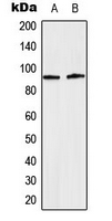 STAT5 A+B Antibody - Western blot analysis of STAT5 (pY694/699) expression in HeLa EGF-treated (A); NIH3T3 (B) whole cell lysates.