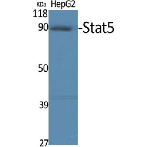 STAT5A Antibody - Western blot of Stat5 antibody